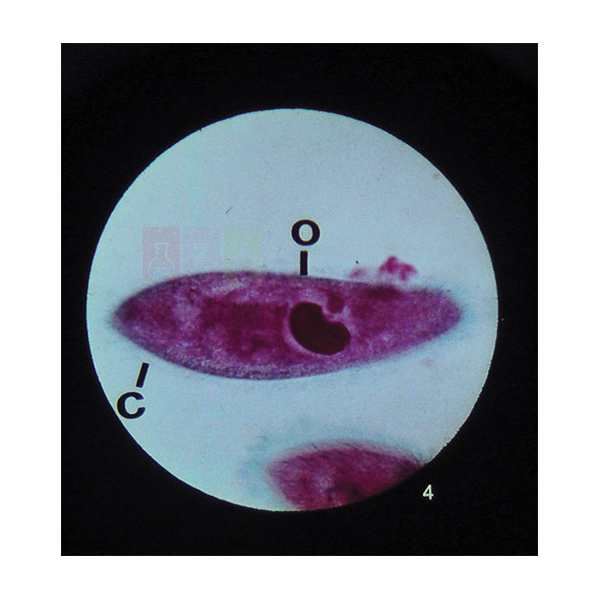 Microslide Five Kingdoms of Life